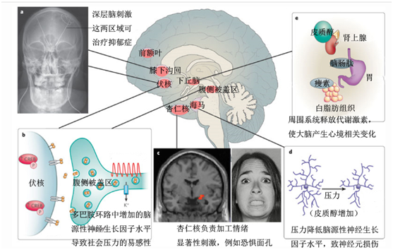 与抑郁症发病相关的脑区 与抑郁症发病相关的脑区