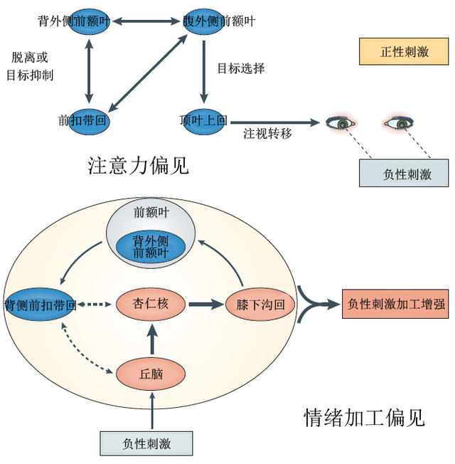 注意力偏见和情绪加工偏见 注意力偏见和情绪加工偏见