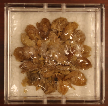 蛤蟆油