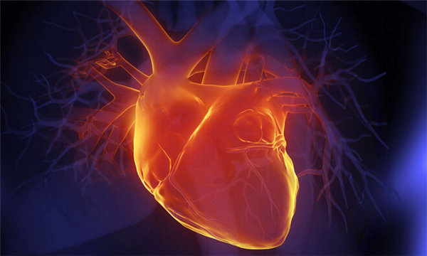 心脏