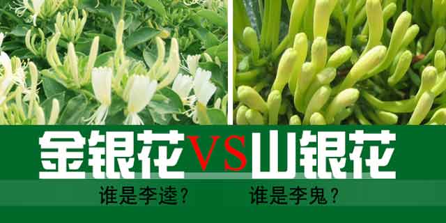 金银花 金银花