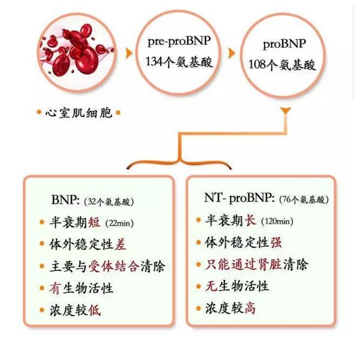 BNP和NT-proBNP BNP和NT-proBNP