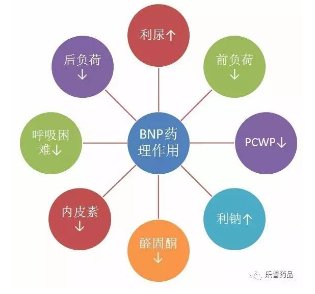 BNP的生理作用 BNP的生理作用